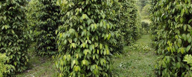 热带种植园农业的特点