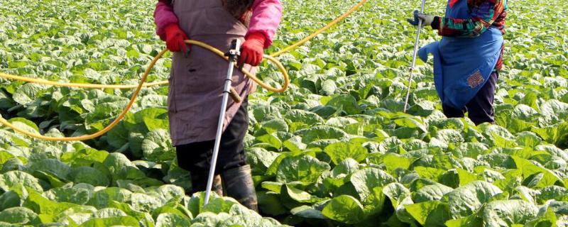 自己种蔬菜用什么肥料