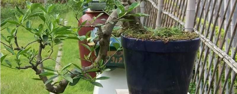 有机肥一个花盆放多少