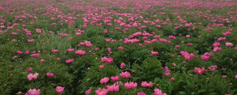 白芍怎么种植