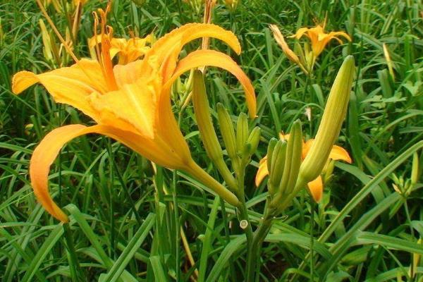 黄花菜一亩地利润多少
