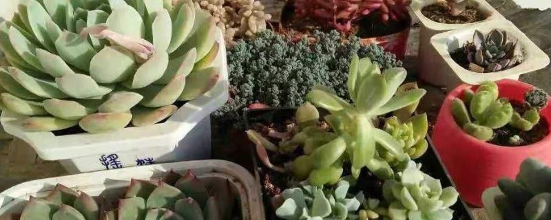 大棚种植多肉从哪进货