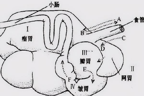 牛有几个胃分别是什么，哪个才是真正的胃