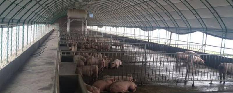 养猪大棚怎么建