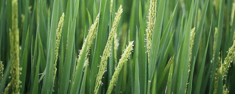 水稻在7月几号追穗肥
