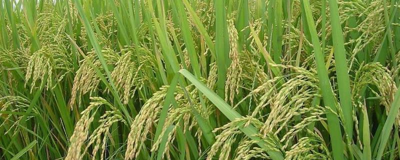 水稻红尖病打什么药