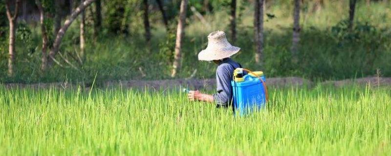 水稻坐胎了还能打除草剂了吗