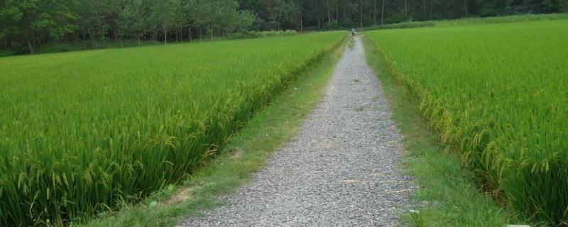 水稻圆杆到破口需要多少时间
