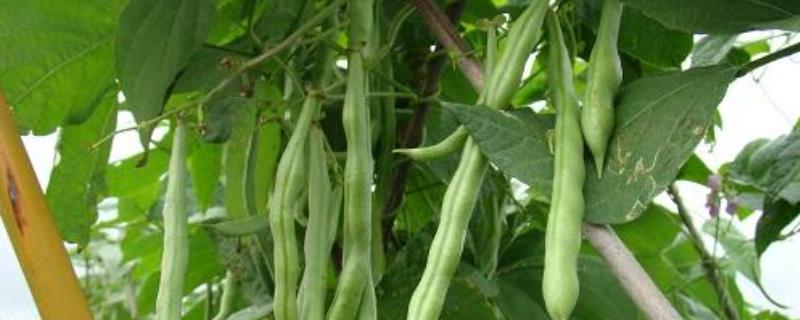 豆类蔬菜落花落荚的原因及防治措施
