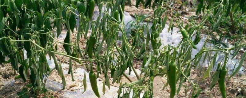 青枯病用几种药