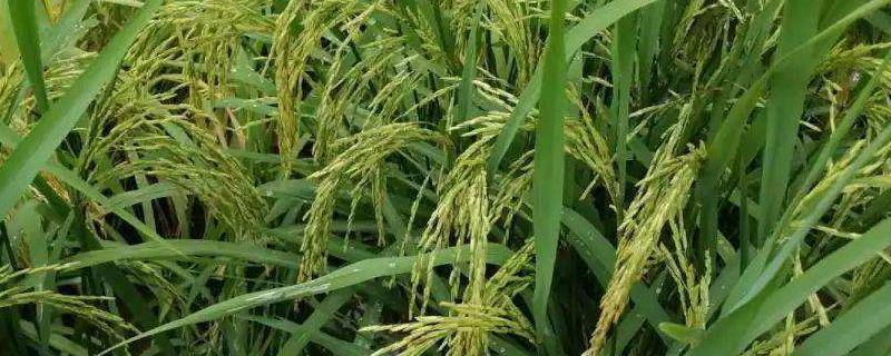水稻扬花温度要求