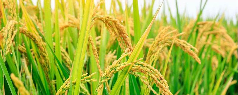21世纪我国水稻育种进入什么的时代