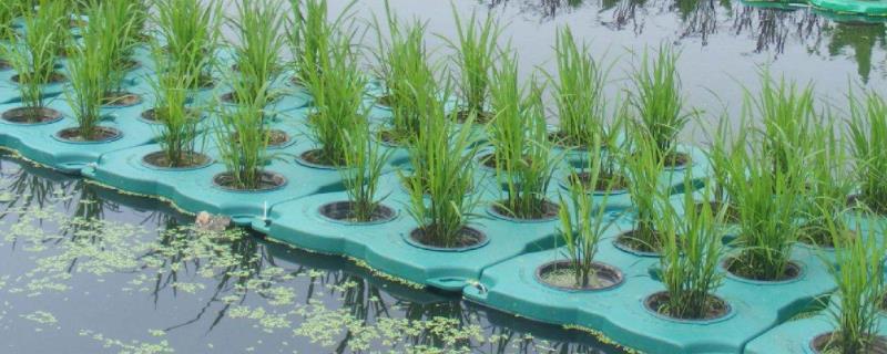 水上种水稻用的什么材料