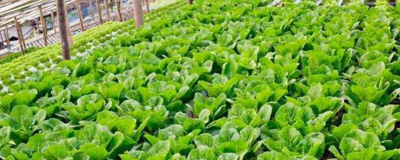 我国蔬菜栽培主要以什么作为肥料
