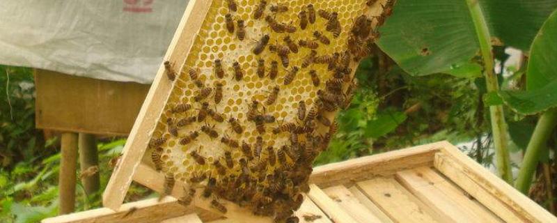 蜜蜂怎么养