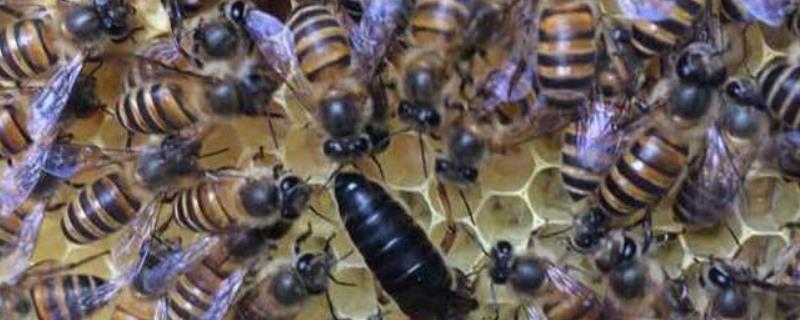 越冬蜂什么时候关王合适