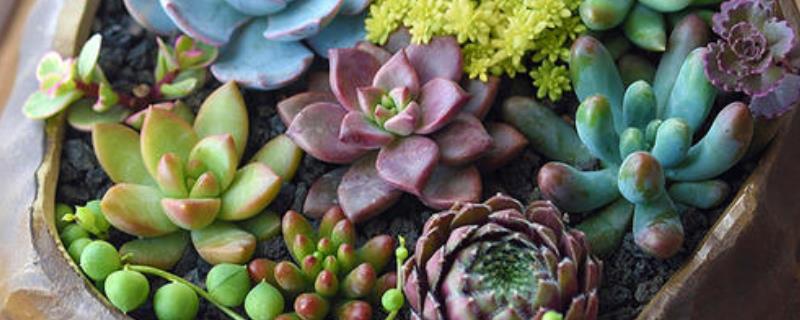 多肉植物上的白色絮状物是什么