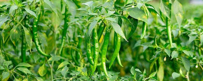 辣椒后期该用什么肥料