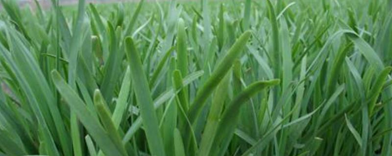 韭菜用什么肥料长得旺