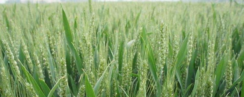小麦需要什么含量的肥料