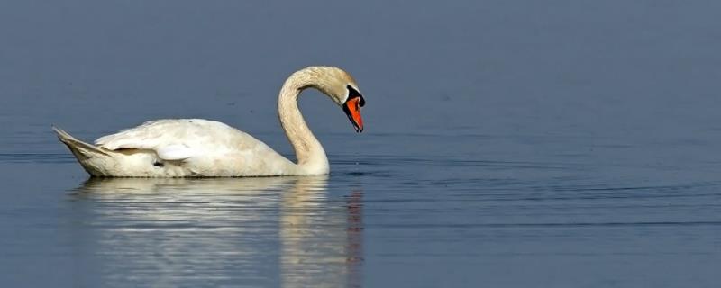 疣鼻天鹅生活在什么生态系统中
