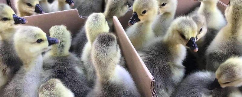怎么鉴定狮头鹅小苗