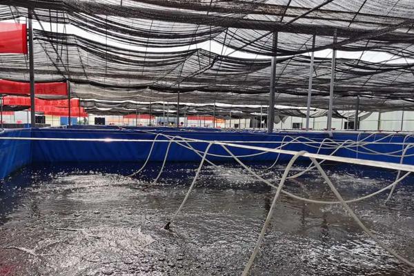 南美对虾养殖技术淡水怎么调水，养殖池如何建造