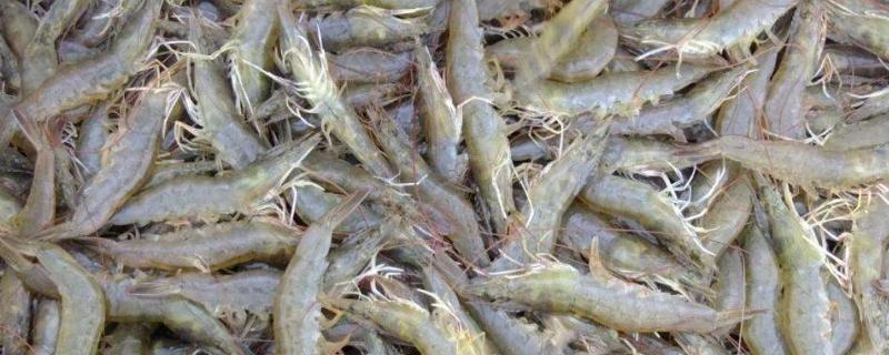白对虾投料量参照表
