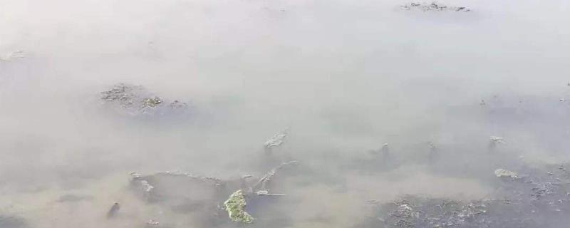 虾塘水浑浊是什么原因