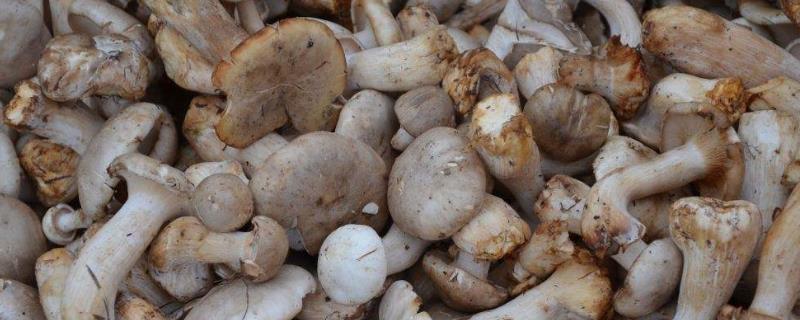新采的蘑菇怎么保存