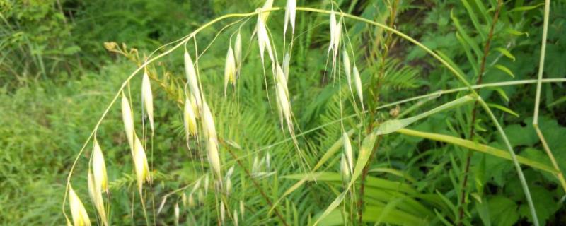 野燕麦种子传播方法
