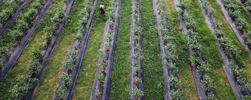果树种植距离是多少