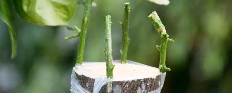 果树什么时候嫁接成活率高