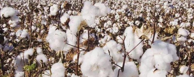 抗虫棉运用了什么技术