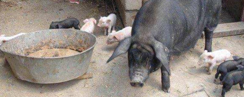 无抗饲料什么意思