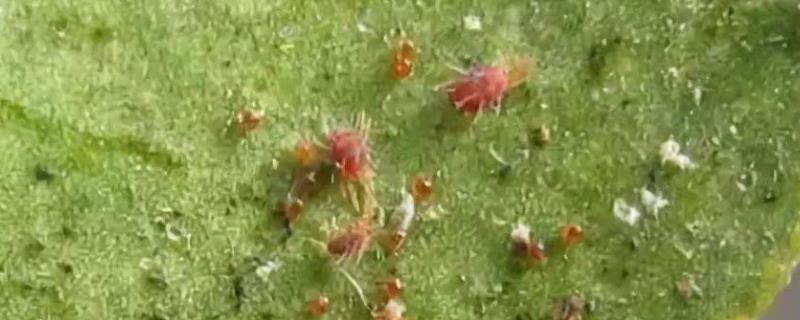 哒螨灵主要杀什么虫