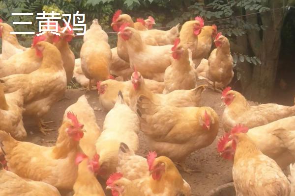 黄油鸡和三黄鸡的区别，三黄鸡是什么鸡，为什么那么便宜