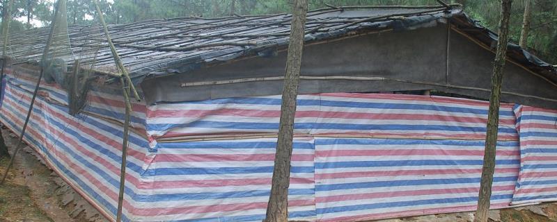 农村鸡舍怎样自己搭建