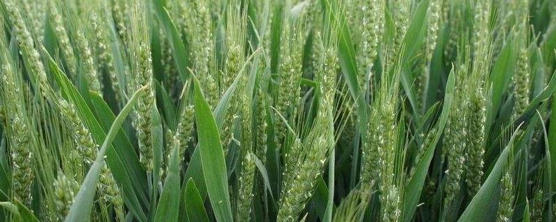 什么季节种小麦最合适