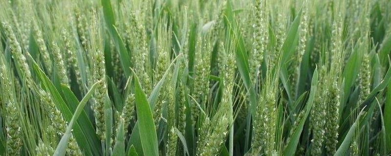 什么时候播种小麦合适