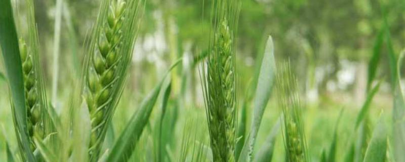 长城以北种植什么小麦