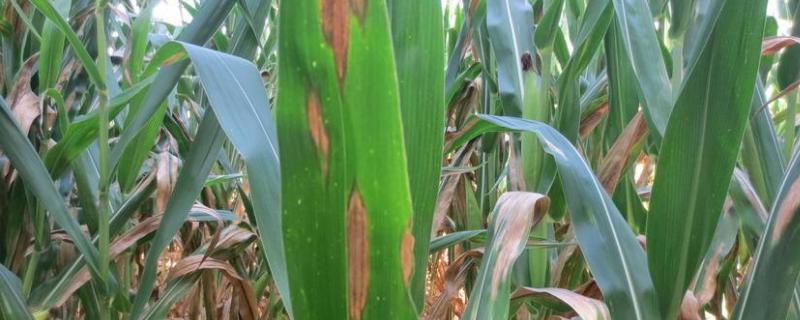 玉米大斑病的症状及防治方法