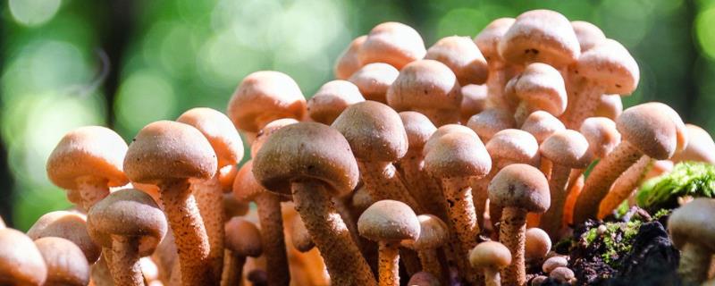 种蘑菇怎么种植方法