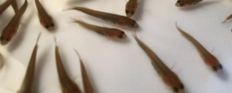 小鱼苗每天都死的原因