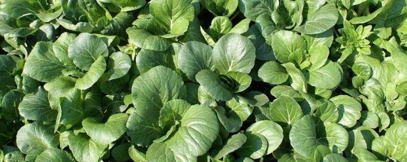 大白菜苗后专用除草剂有哪些