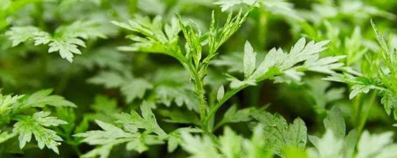 南阳艾草种植基地在哪
