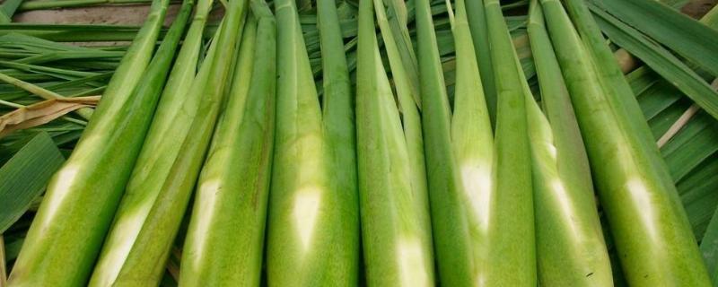 练塘茭白上市时间