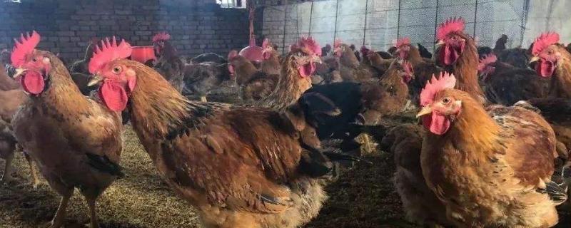 鸡的种类图片及名称