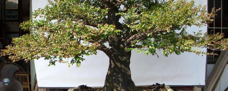 紫檀适宜种植地区