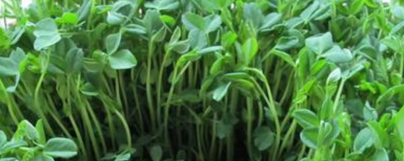 菜苗种植方法